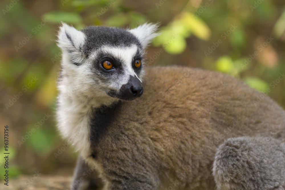 Obraz premium Ring tailed lemur close up portrait in Madagascar