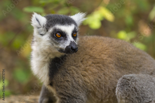 Ring tailed lemur close up portrait in Madagascar © jordieasy