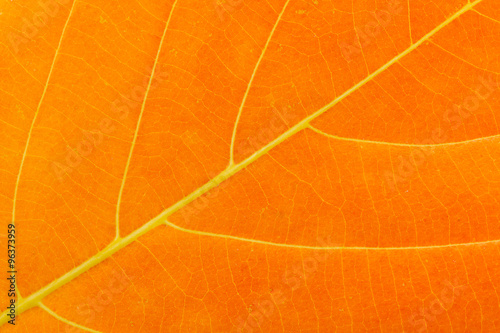 Yellow leaf backgrounds