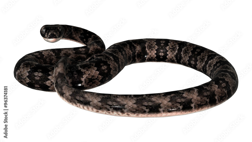 Cottonmouth Snake on White Cottonmouth Snake on White