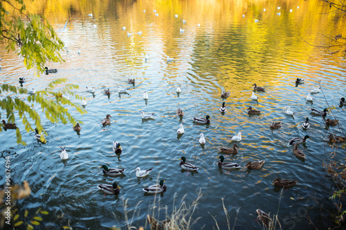 Ducks and a drake swim on water in a lake, autumn