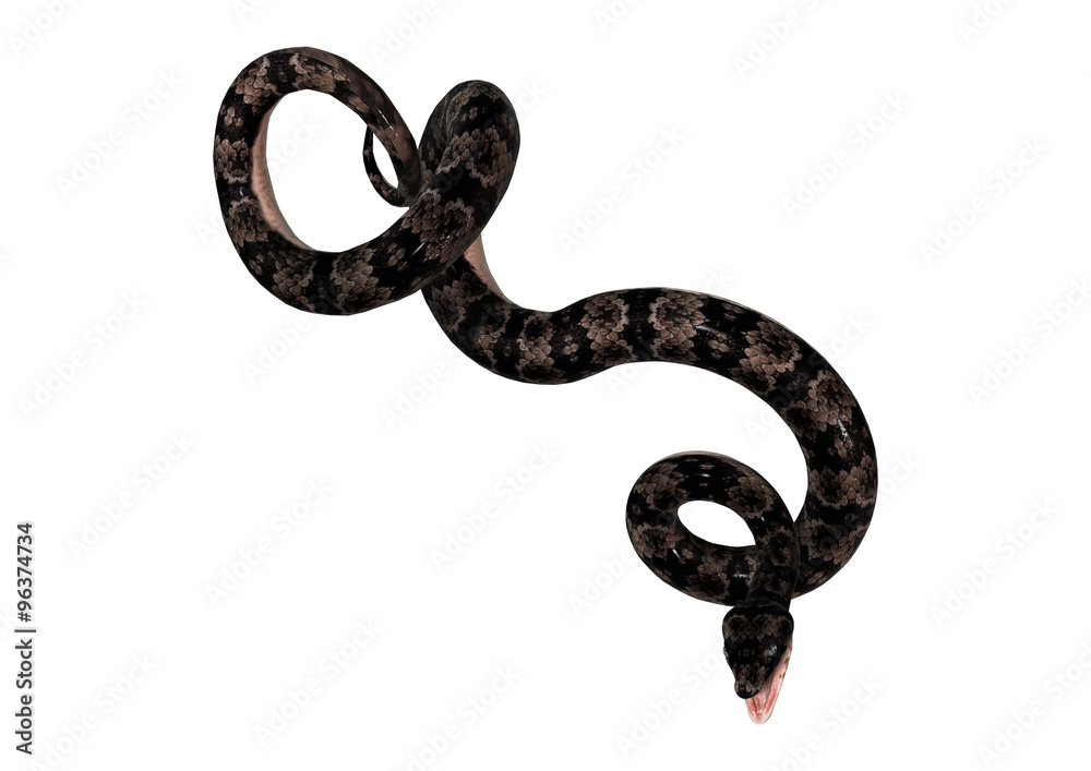 Naklejka premium Cottonmouth Snake on White