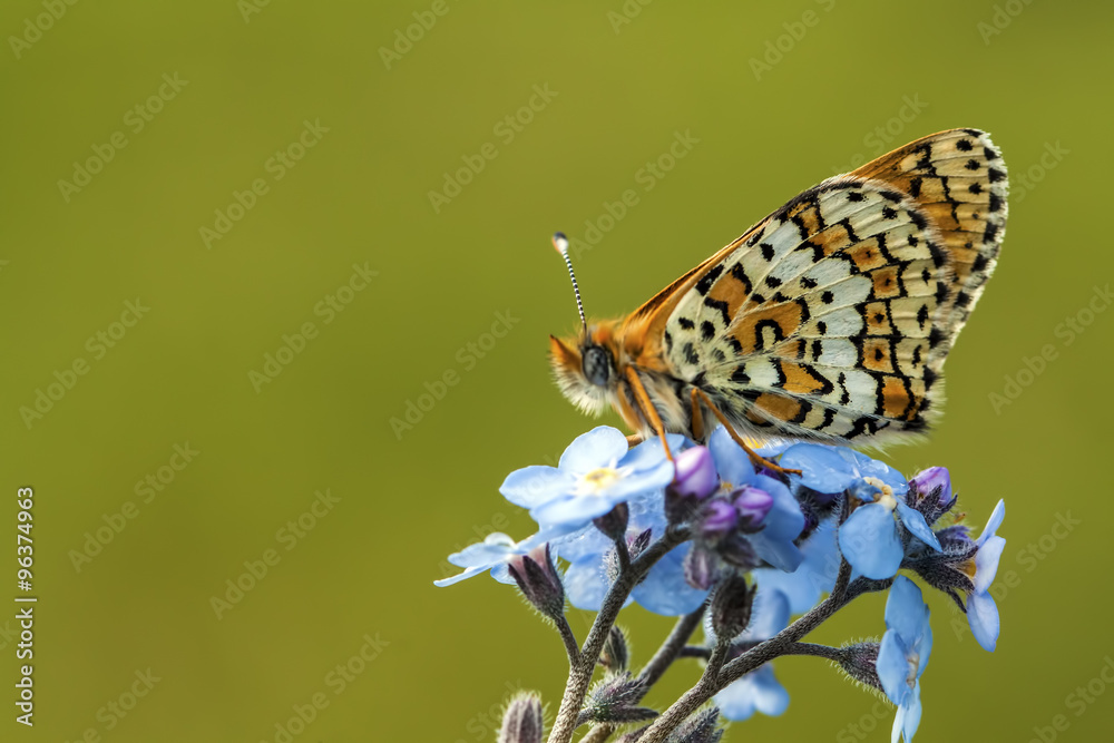 Obraz premium Kelebek