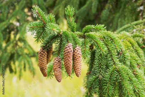 Spruce tree branch with fir cones