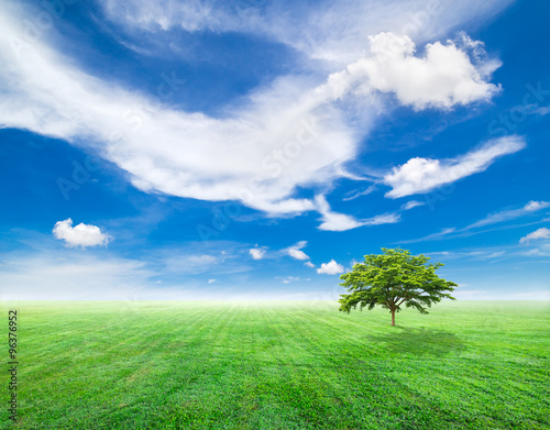 Field of green grass and blue sky in sunny day