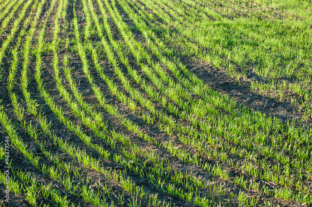 Young wheat in the field Young wheat in the field