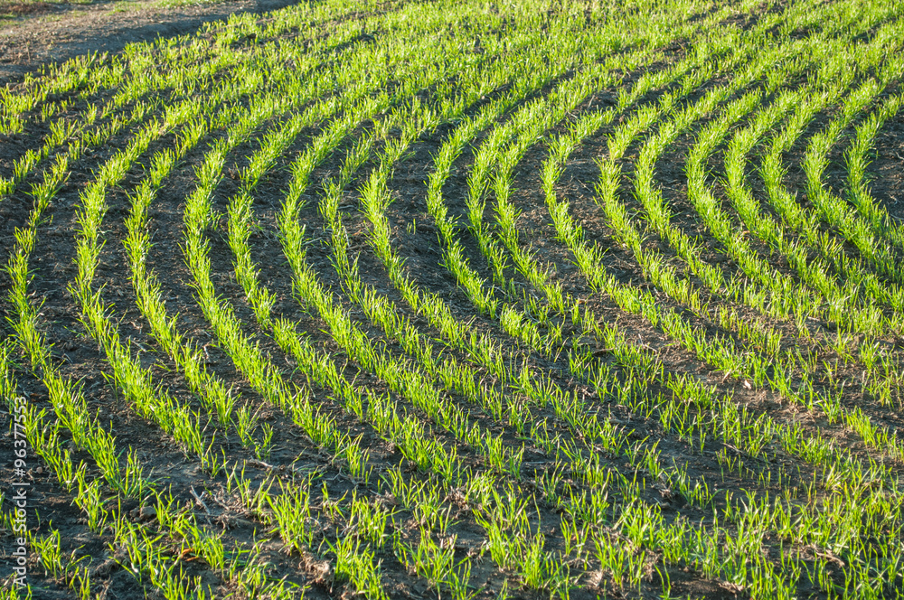 Young wheat in the field Young wheat in the field