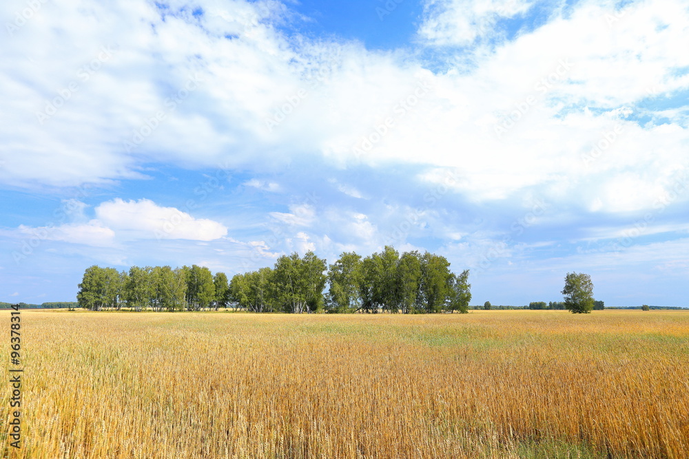 Agricultural grounds in Siberia