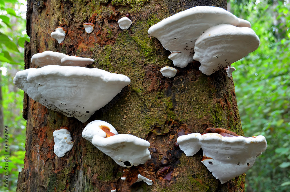 Fototapeta premium White mushrooms with tree