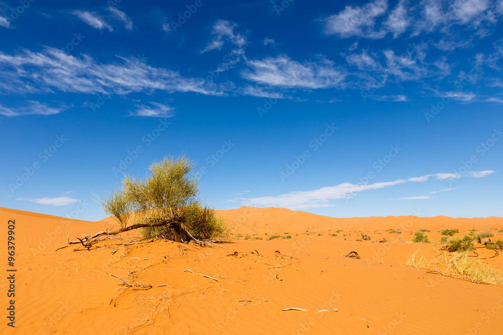 green shrub in the Sahara 
