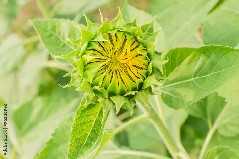 Naklejka premium small Sunflower in garden