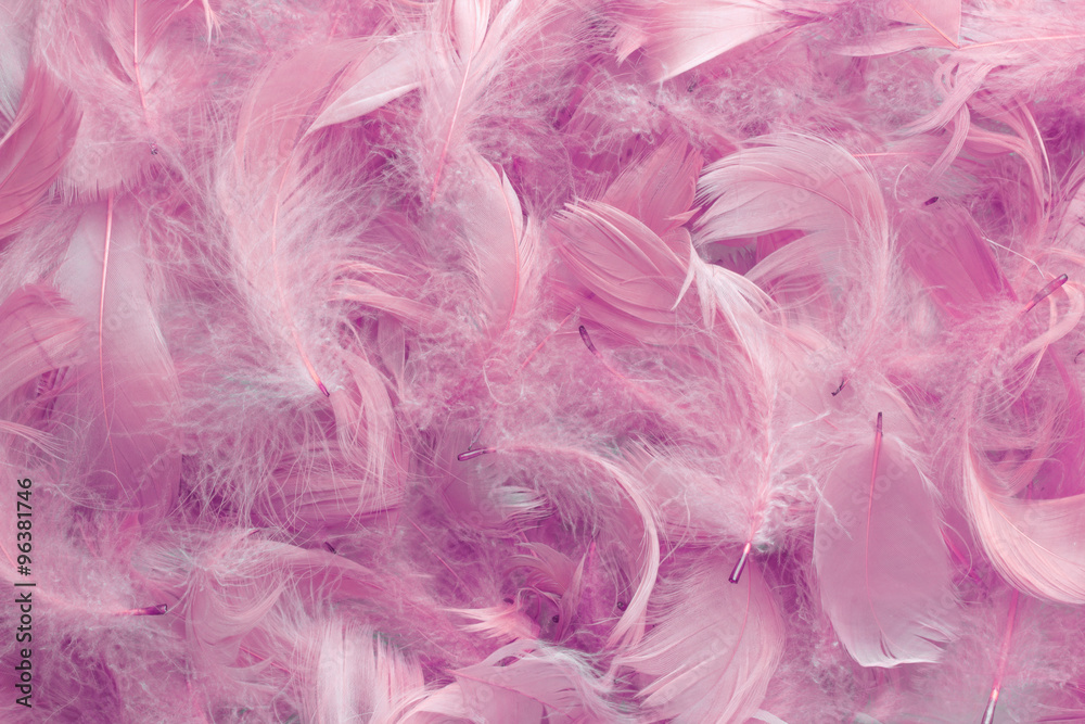 background of pink feathers background of pink feathers