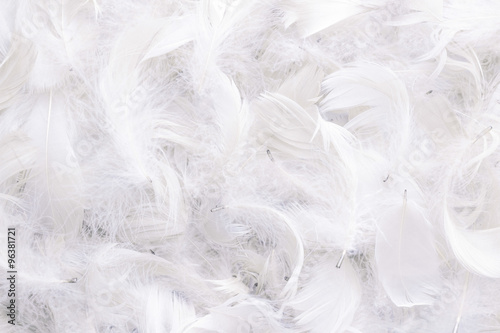 background of white feathers