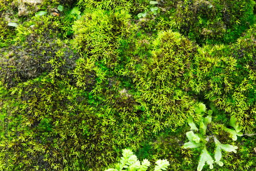Fototapeta Naklejka Na Ścianę i Meble -  moss green wallpaper