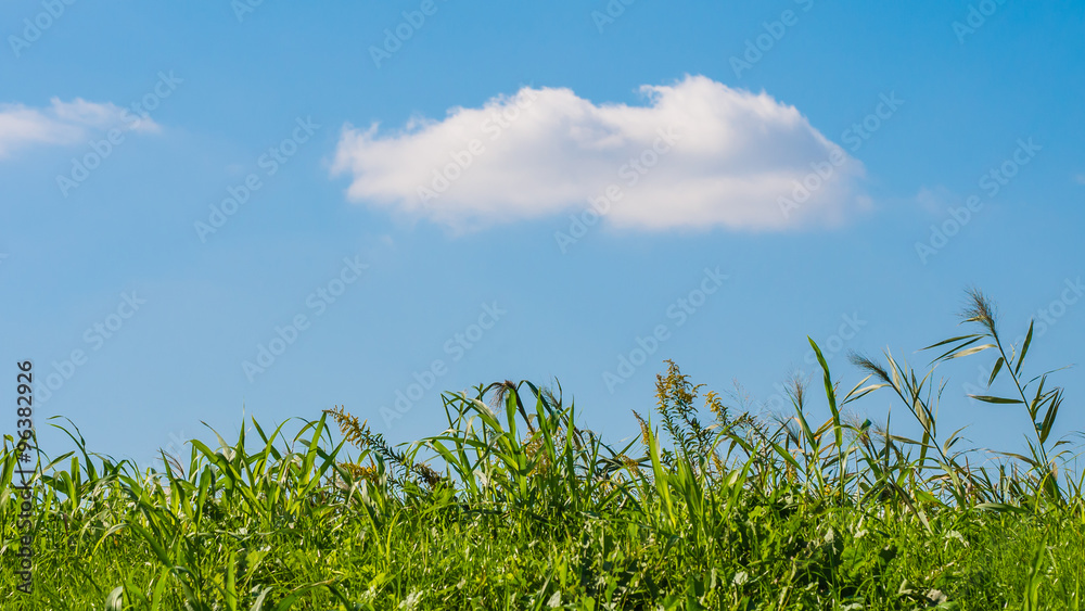 Obraz premium 土手と白い雲