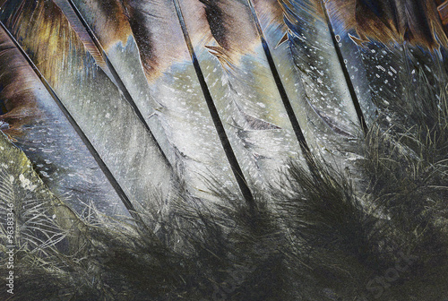 Native American Indian Feathers 