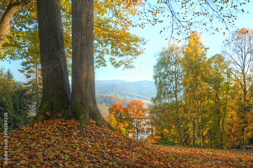 Trees with orange and yellow leaves HDR