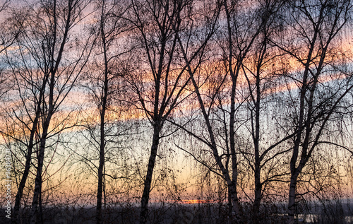 Birch Tree Silhouettes and Sunset Sky