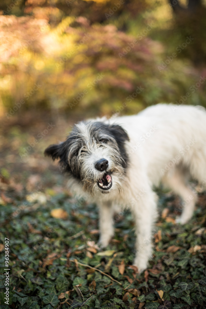 Black and white dog walks in autumn park Black and white dog walks in autumn park