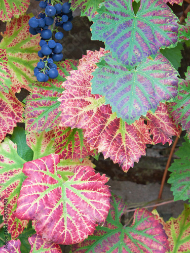 The last of the grape harvest in a UK vinery