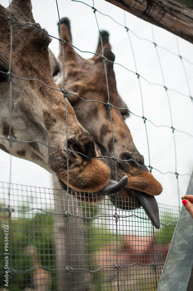 Naklejka premium Two giraffe through the cage tongues hanging out eating