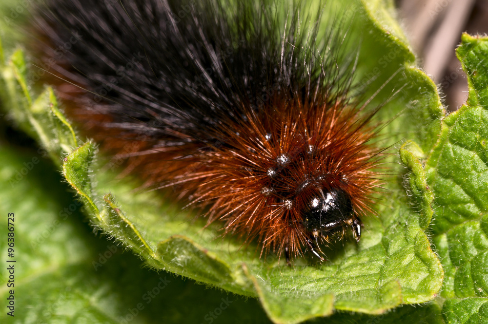 Fluffy caterpillar