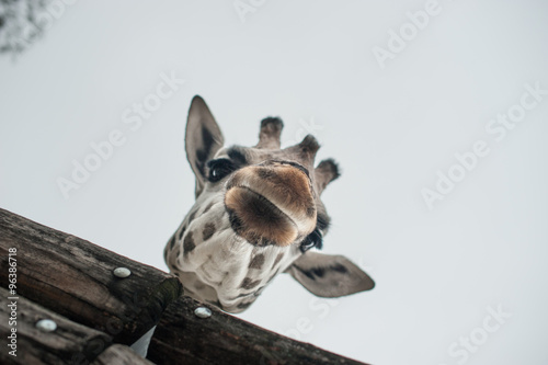 Giraffe at the zoo with his head hanging over a wooden fence
