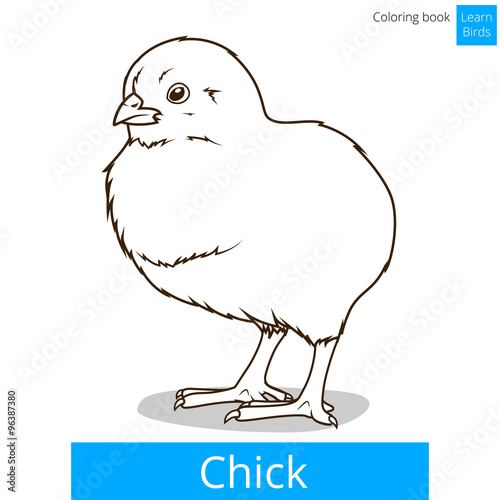 Chick learn birds coloring book vector