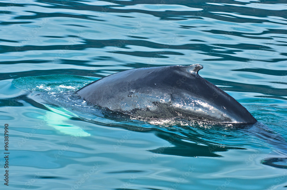 Fototapeta premium Watching humpback whale just before a dive at Husavik bay area