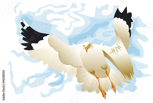 Une mouette volant de face
