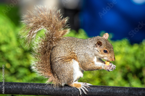 Auf einer Parkbank sitzendes Grauhörnchen mit einer Nuss (Sciurus carolinensis) grey squirrel