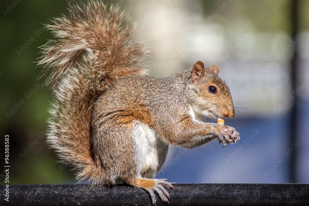 Auf einer Parkbank sitzendes Grauhörnchen mit einer Nuss (Sciurus carolinensis) grey squirrel Auf einer Parkbank sitzendes Grauhörnchen mit einer Nuss (Sciurus carolinensis) grey squirrel