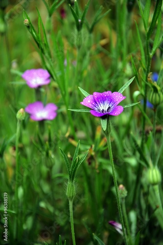 Blaue Blüte Flachs