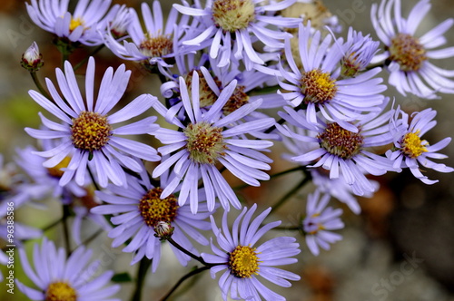European michaelmas daisy Aster amellus