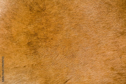 buffalo cow skin stretched for background texture