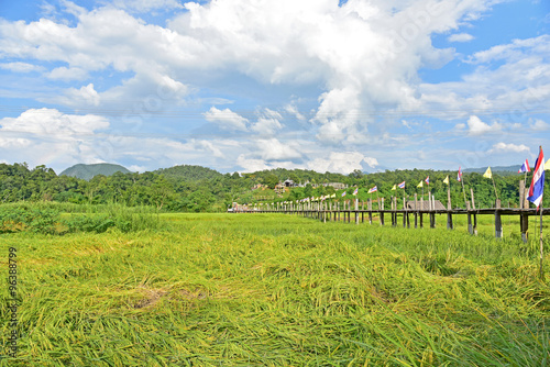 Rice field at Zutongpae Bridge
