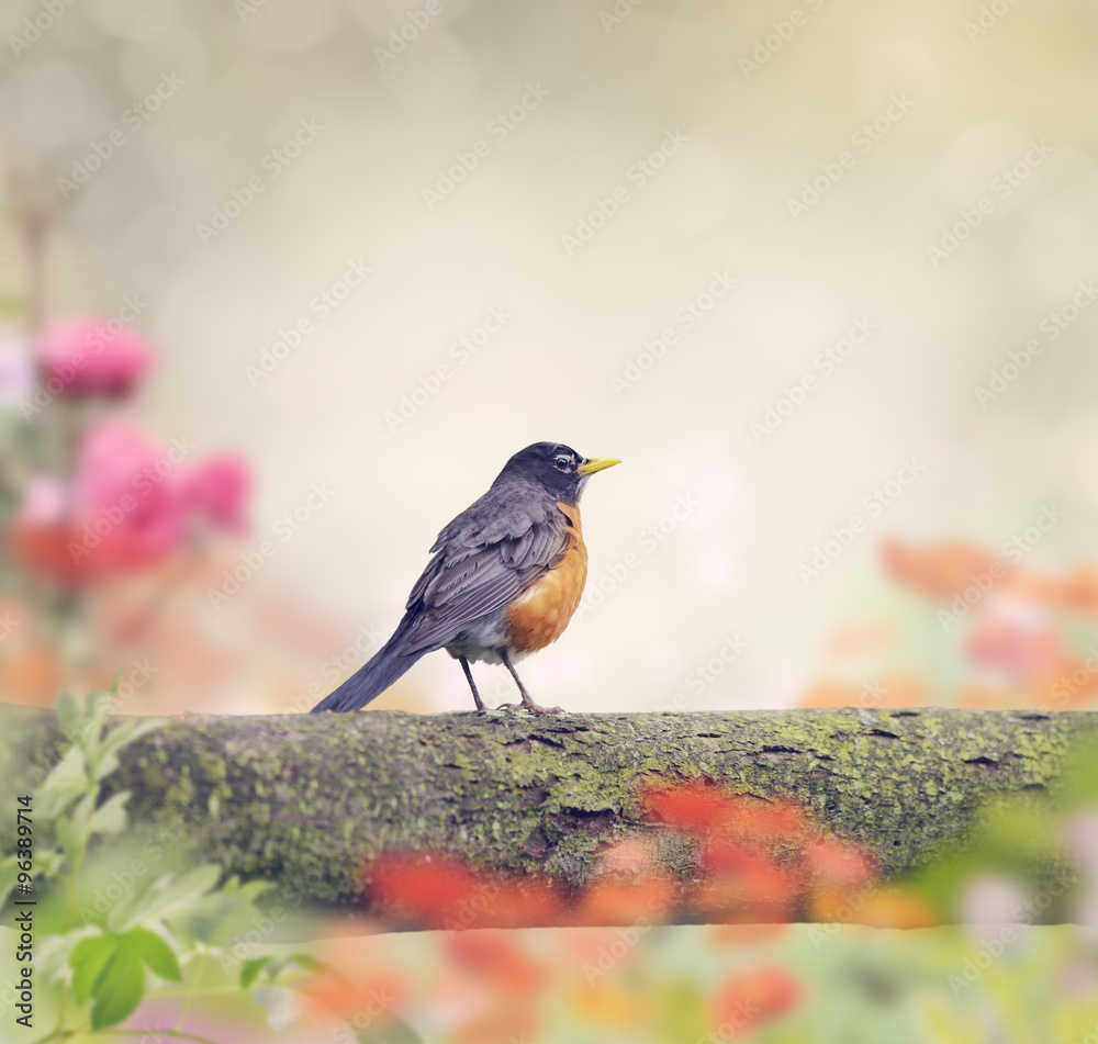 Fototapeta premium Robin Bird on a Branch