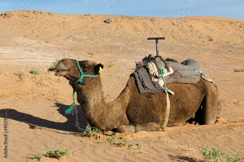 camel lying on the sand