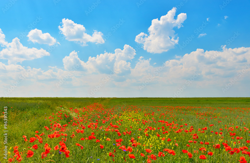 Field with poppies in summer countryside
