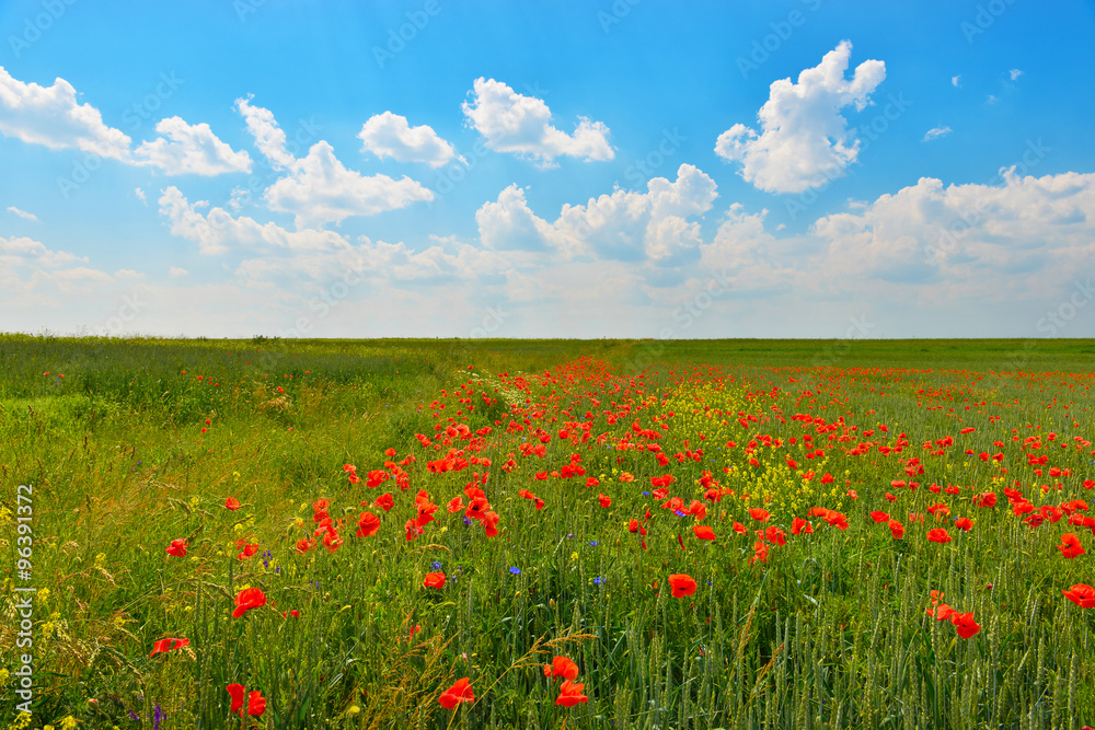 Field with poppies in summer countryside