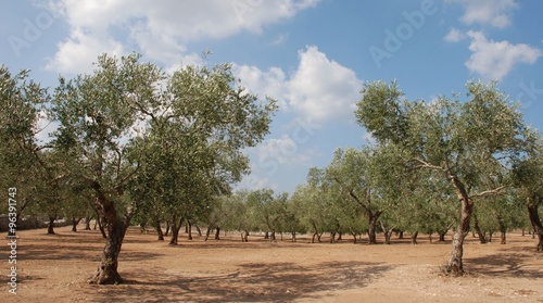 Olive Orchard in S Italy