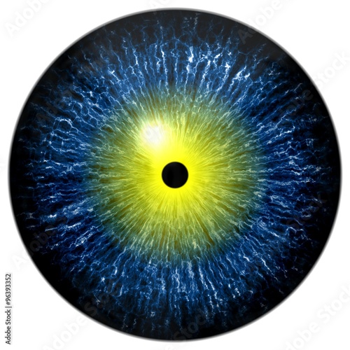 Blue alien, human or reptile eye with yellow circle around the narrow pupil