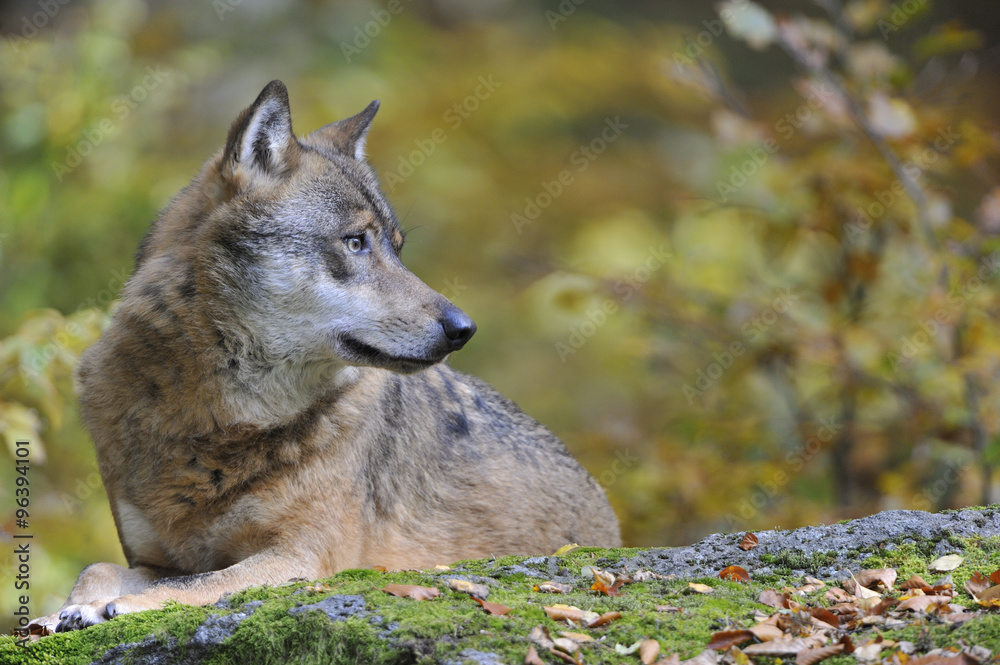 Naklejka premium Eropäischer Grauwolf