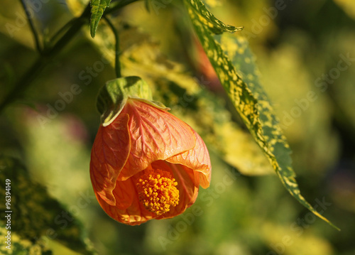 Abutilon pictum thompsonii photo