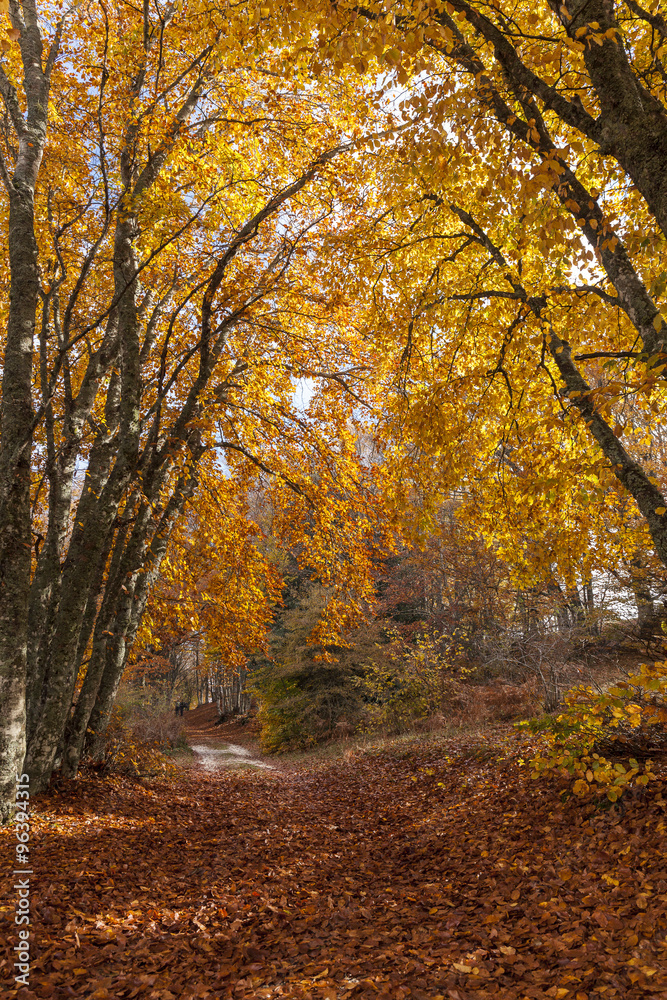 Sentiero nella foresta in autunno. Tappeto di foglie rosse