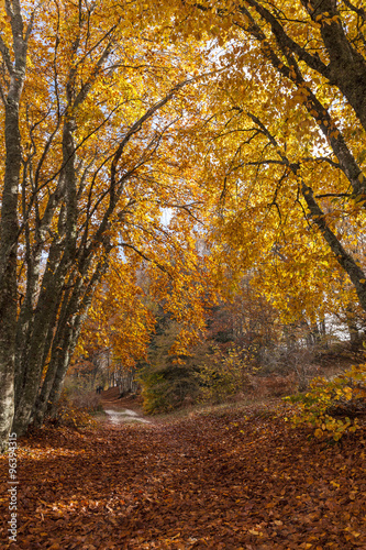 Sentiero nella foresta in autunno. Tappeto di foglie rosse