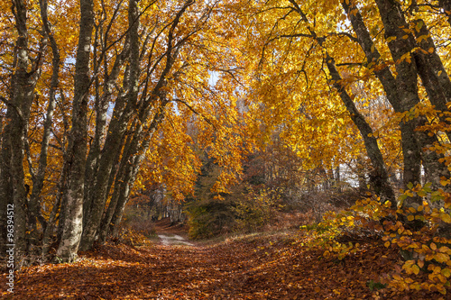 Sentiero nella foresta in autunno. Tappeto di foglie rosse © nnerto