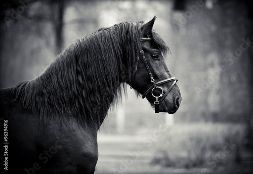 Portrait of a sports black stallion.