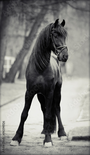 Black stallion. #96394926