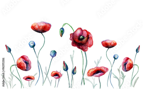 Watercolor poppy flowers